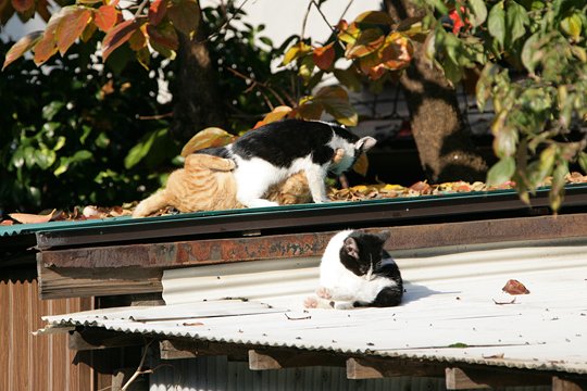 太田区のねこ