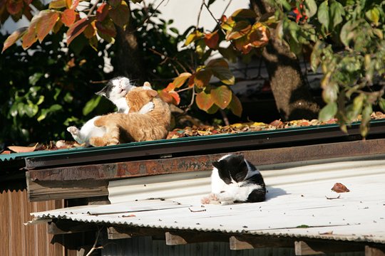 太田区のねこ