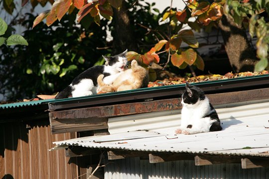 太田区のねこ