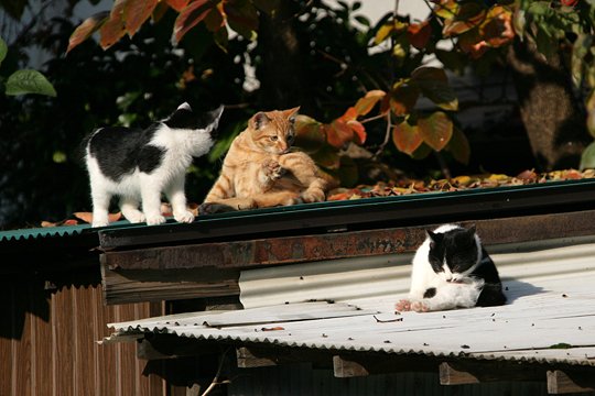 太田区のねこ