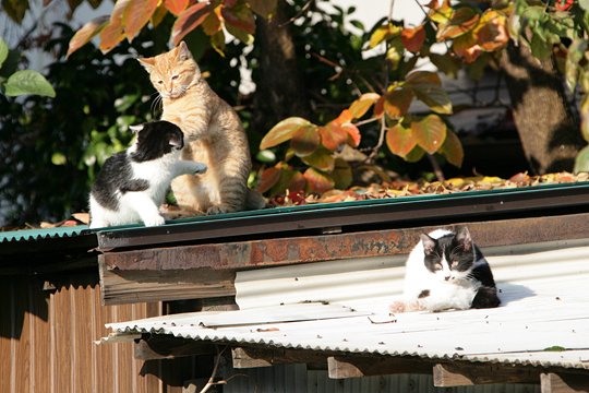 太田区のねこ