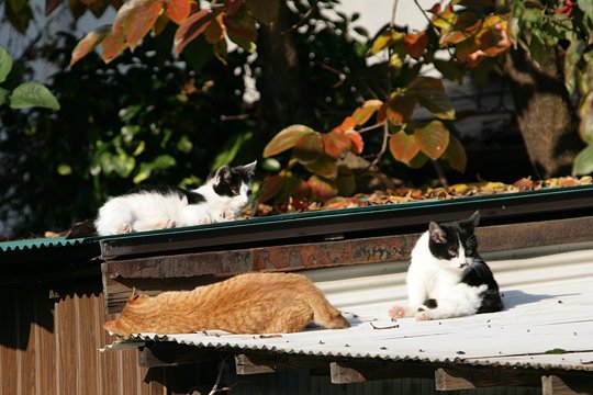 太田区のねこ