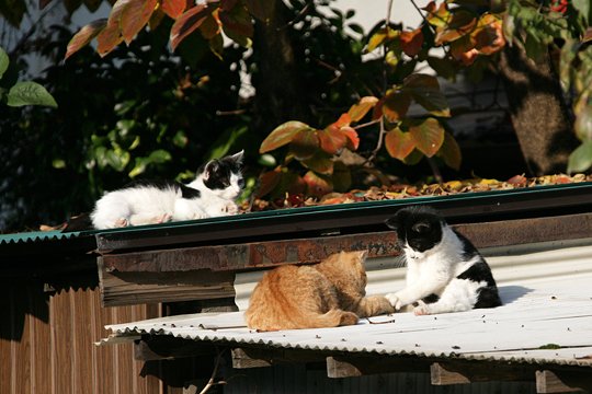 太田区のねこ