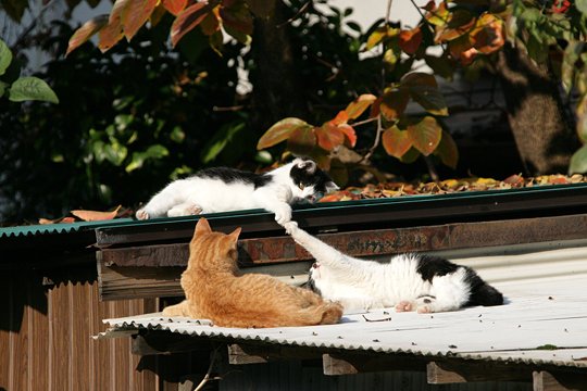 太田区のねこ