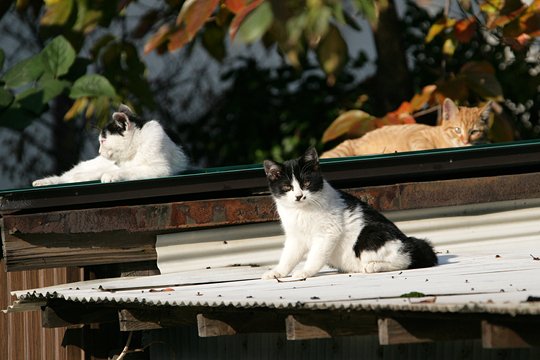 太田区のねこ