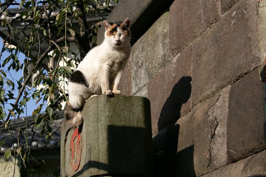 太田区のねこ