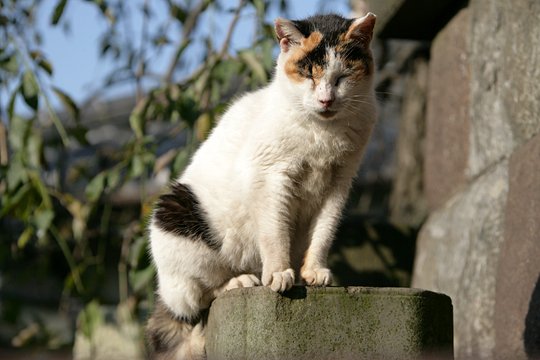 太田区のねこ