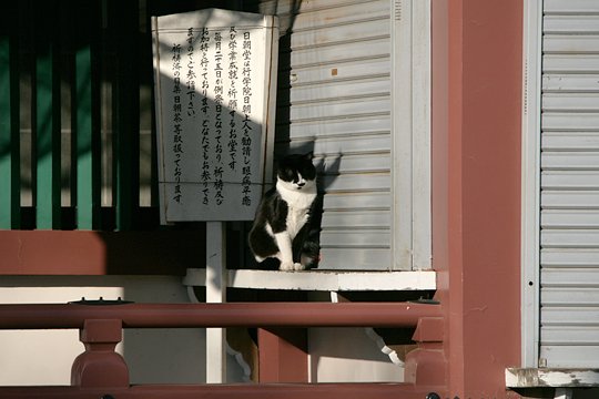 太田区のねこ