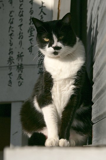 太田区のねこ