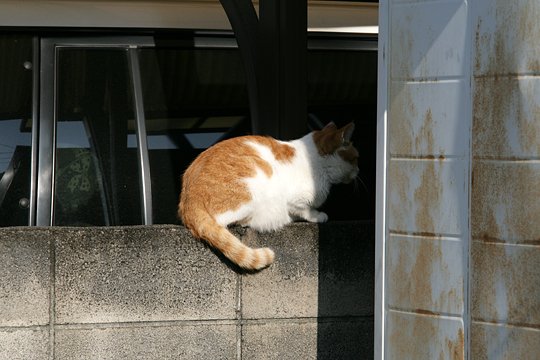 太田区のねこ