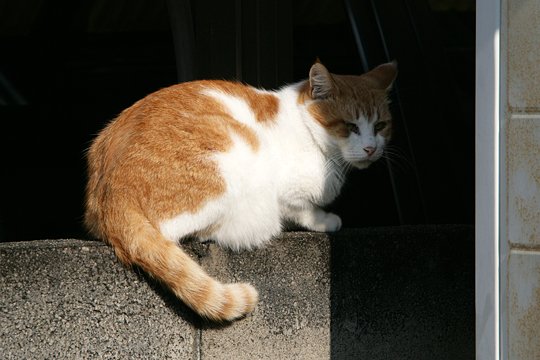 太田区のねこ