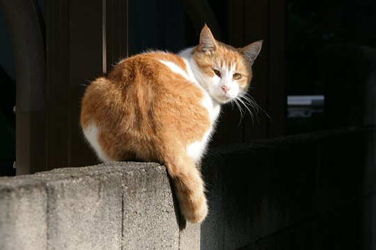 太田区のねこ