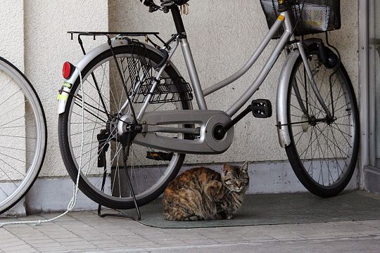 太田区のねこ