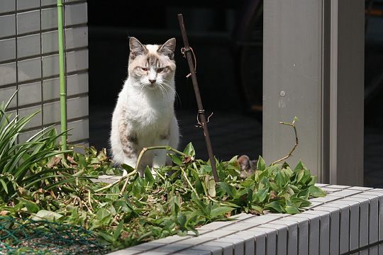 太田区のねこ