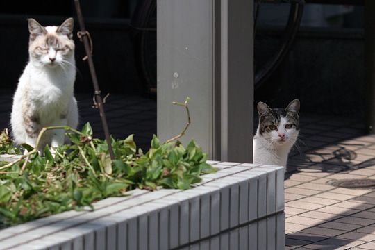 太田区のねこ