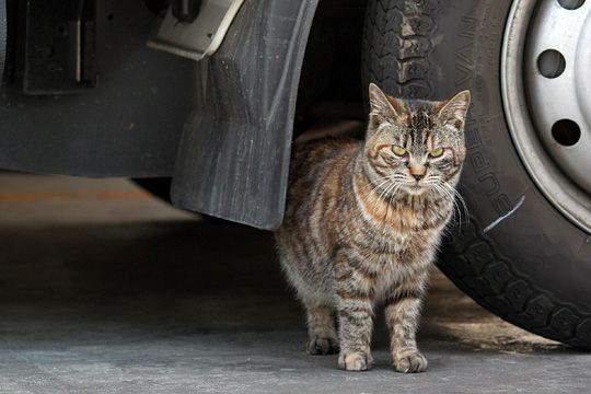 太田区のねこ