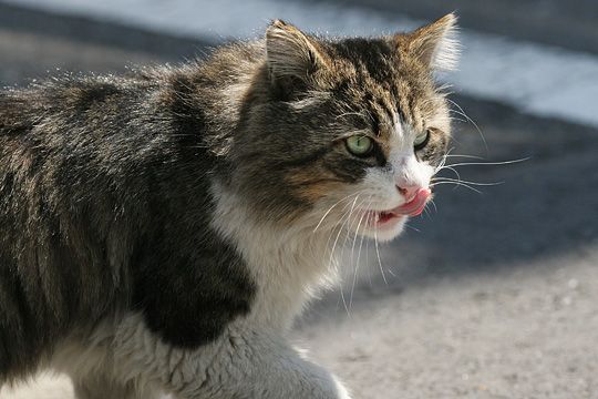 太田区のねこ