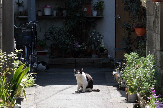 太田区のねこ