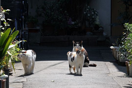 太田区のねこ