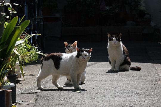 太田区のねこ