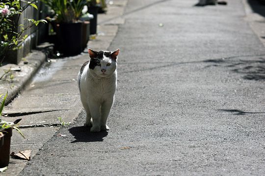 太田区のねこ