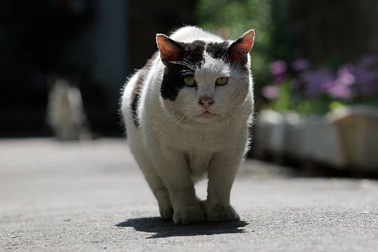 太田区のねこ