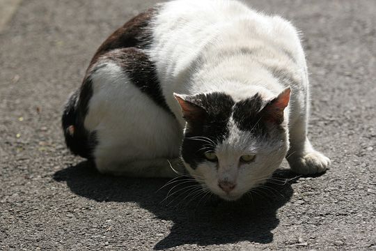 太田区のねこ