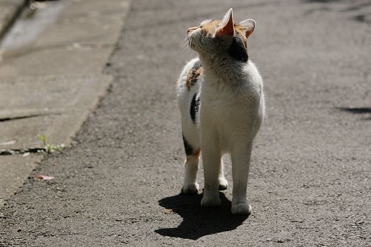 太田区のねこ