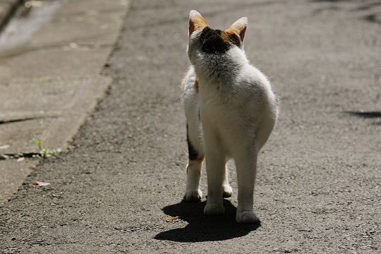 太田区のねこ