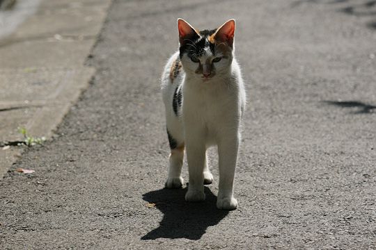 太田区のねこ