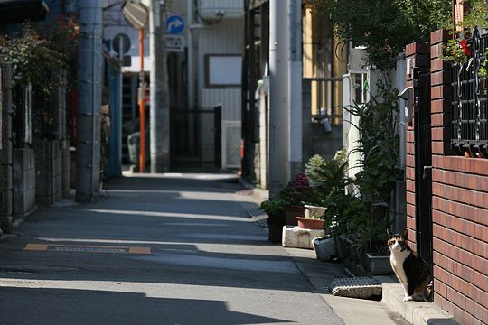 太田区のねこ