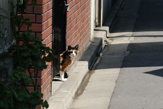 太田区のねこ