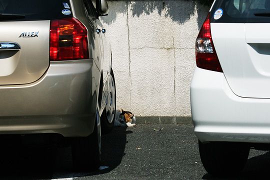 太田区のねこ