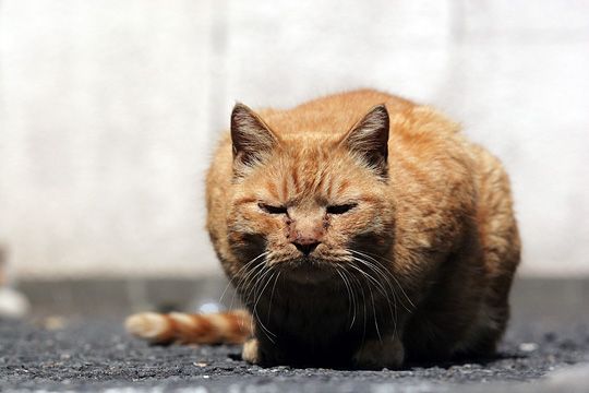 太田区のねこ