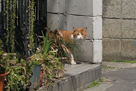 太田区のねこ