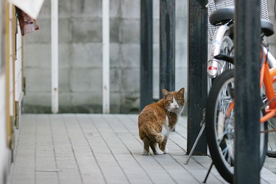 太田区のねこ