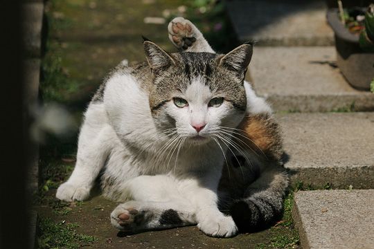 太田区のねこ