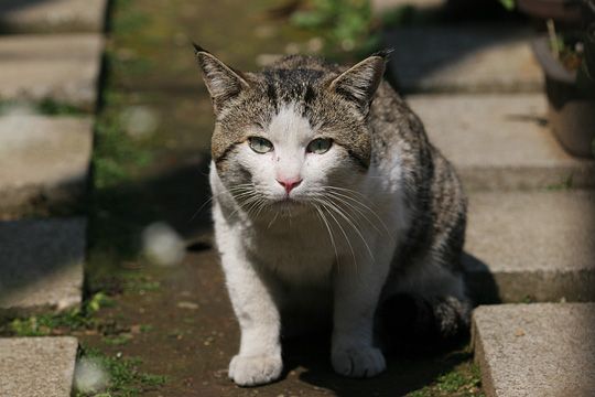 太田区のねこ