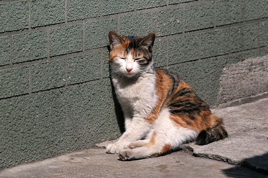 太田区のねこ