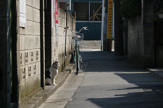 太田区のねこ