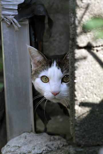 太田区のねこ