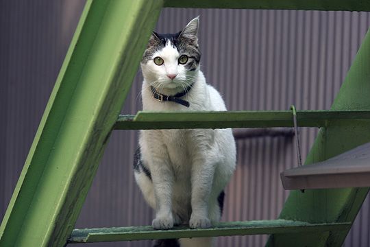 太田区のねこ