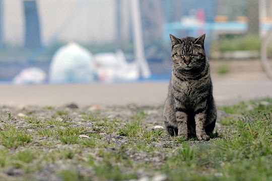 太田区のねこ