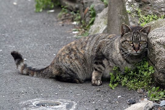 太田区のねこ