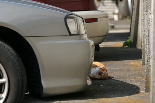 太田区のねこ