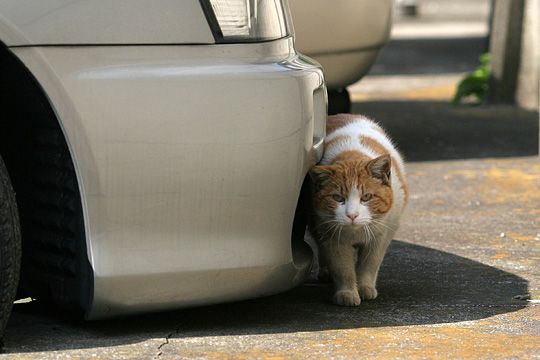 太田区のねこ