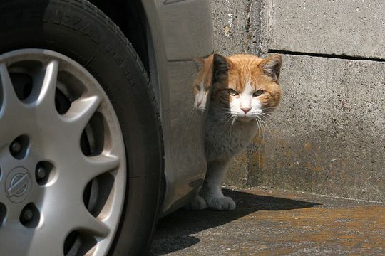 太田区のねこ