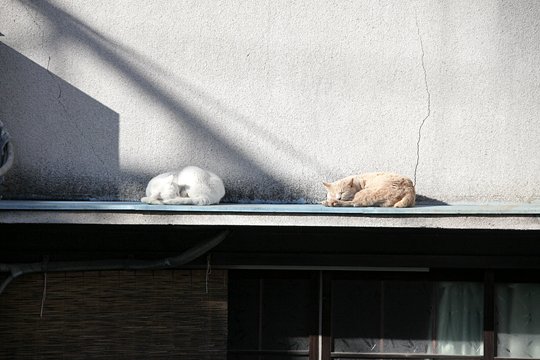 太田区のねこ