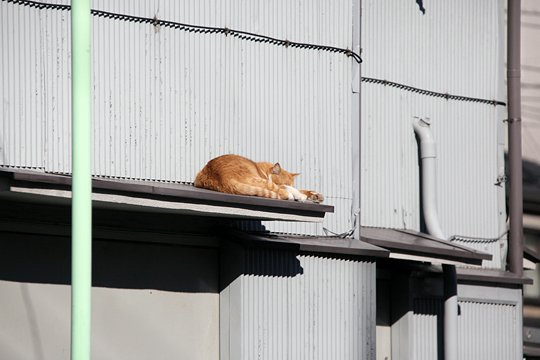 太田区のねこ