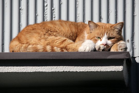 太田区のねこ